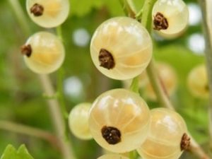 White Currant 'White Versailles'-0