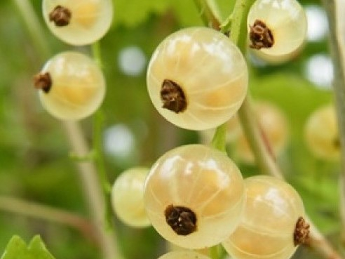 White Currant 'White Versailles'-0