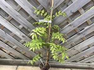 Wisteria floribunda Black Dragon-0