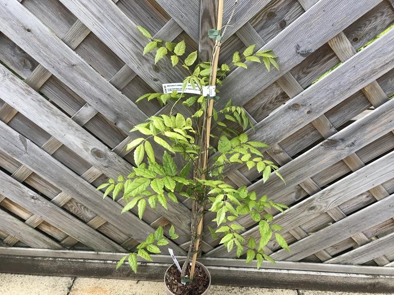 Wisteria floribunda Black Dragon-0