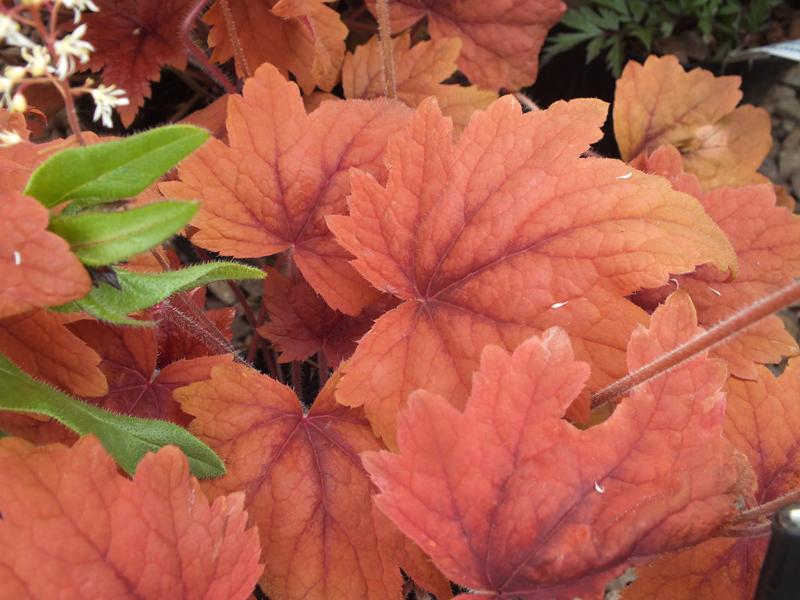 x Heucherella 'Sweet Tea'-4482