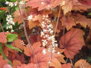 x Heucherella 'Sweet Tea'-0