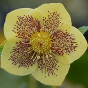Helleborus x hybridus (Ashwood Evolution Group) Yellow gold nectaries spotted-23848