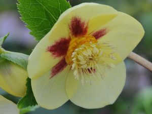 Helleborus x hybridus (Ashwood Evolution Group) Yellow with golden nectaries and red flush-0