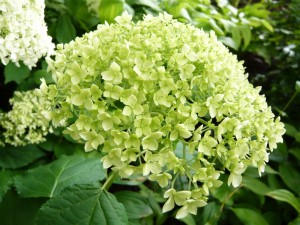 Hydrangea arborescens 'Bounty'