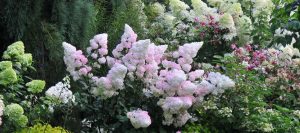 How to grow Hydrangeas