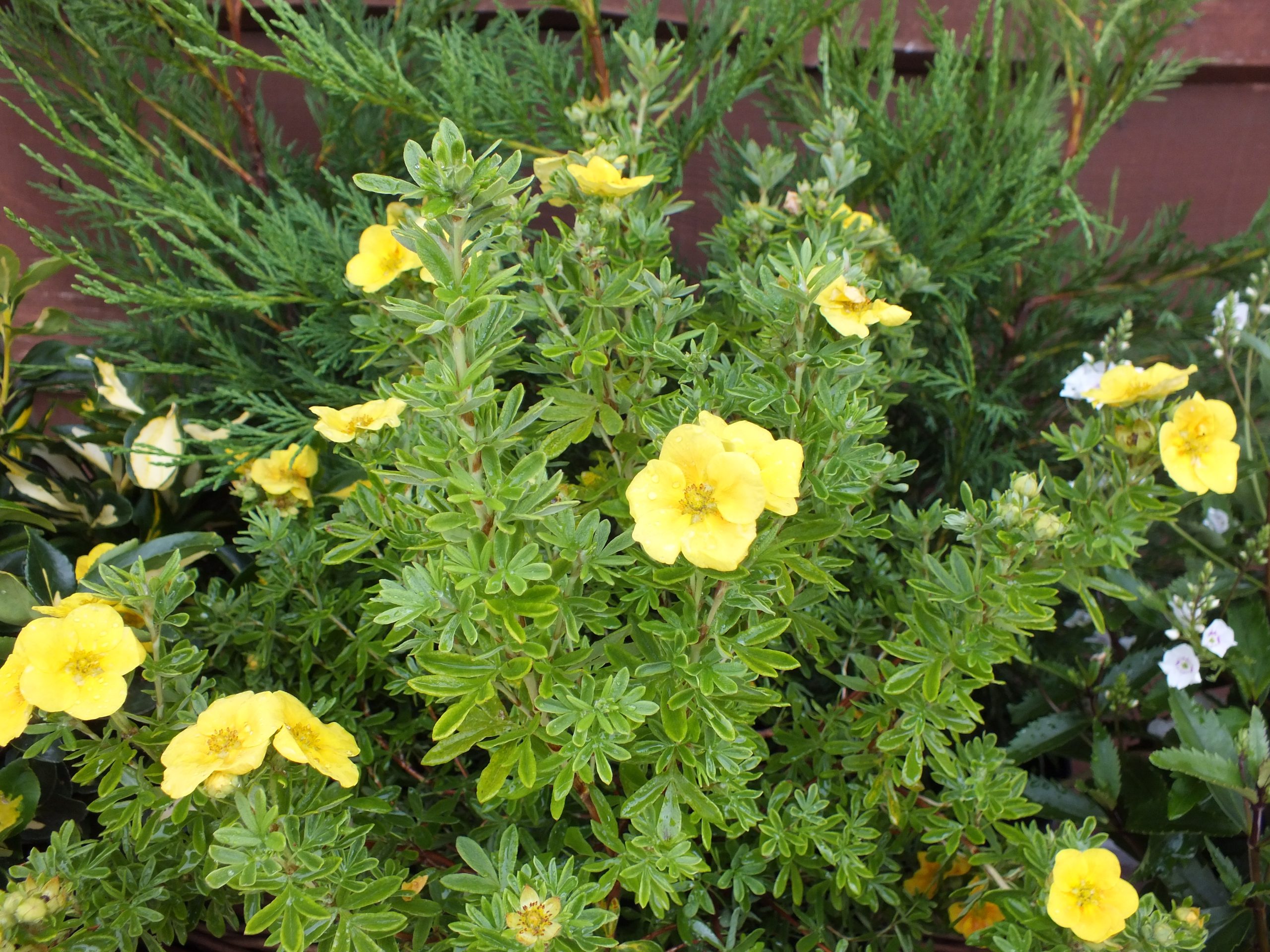 Potentilla fruticosa 'Mango Tango'