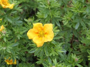 Potentilla fruticosa 'Mango Tango'