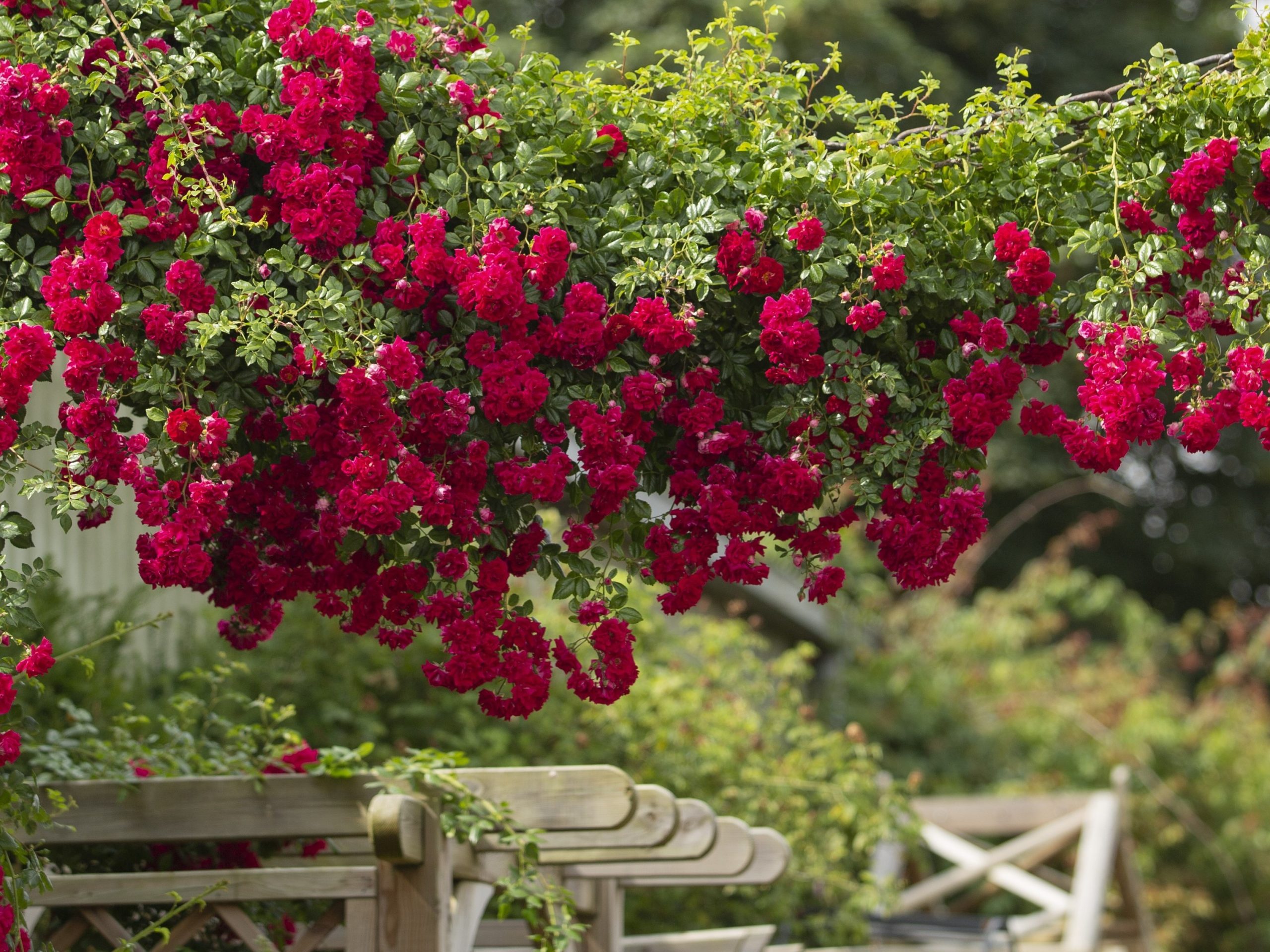 Rosa 'Crimson Shower' David Austin