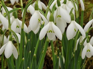 How to grow Snowdrops