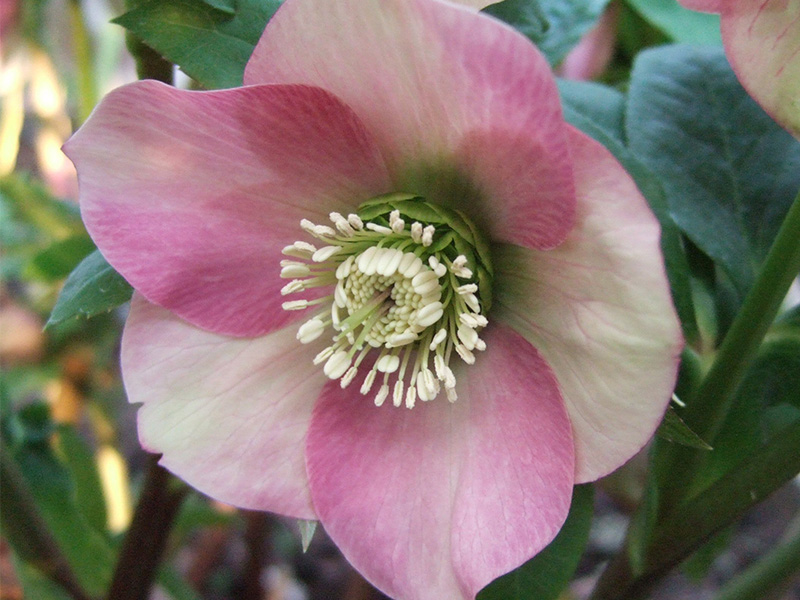 Helleborus orientalis subsp. abchasicus-1793