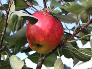 Malus domestica 'Red Falstaff' (PBR)-0