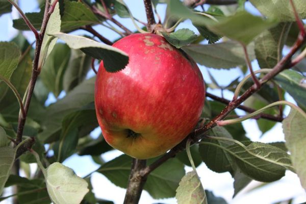 Malus domestica 'Red Falstaff' (PBR)-0