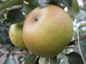 Malus domestica 'Ashmead's Kernel' AGM-0