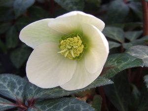 Helleborus x ballardiae-0