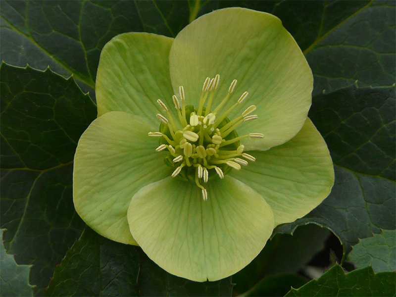Helleborus multifidus bocconei-1802