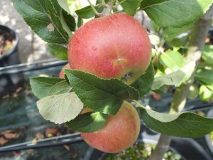 Malus domestica 'Charles Ross' AGM-0