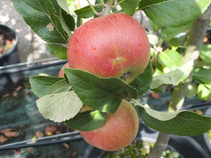Malus domestica 'Charles Ross' AGM-0