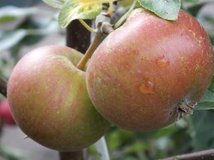 Malus domestica 'Cox's Self Fertile'-0
