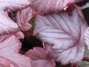 Physocarpus opulifolius 'Lady in Red'-0