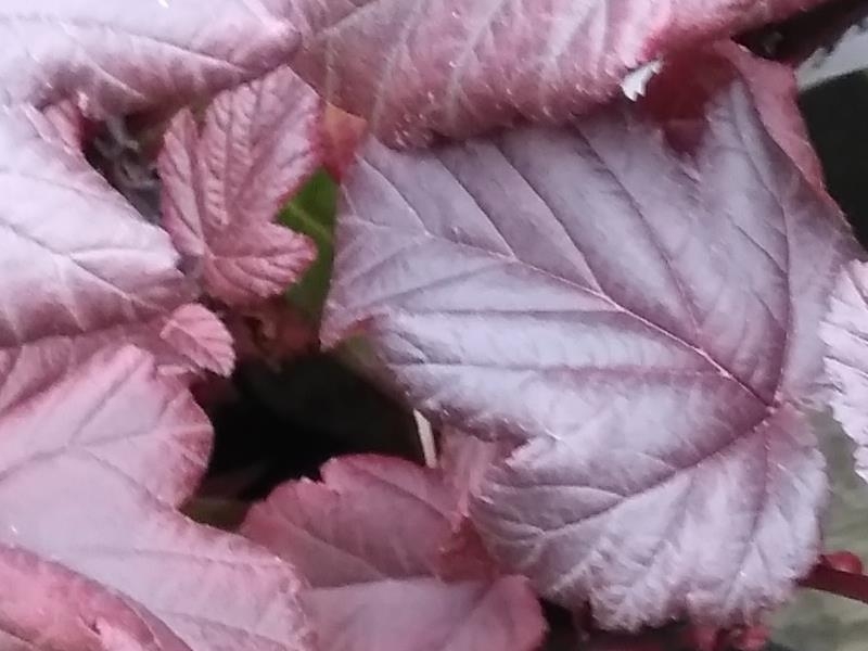 Physocarpus opulifolius 'Lady in Red'-0