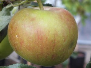 Malus domestica 'Fiesta' (PBR/AGM)-0