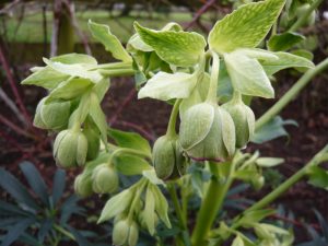 Helleborus foetidus 'Ruth'-0