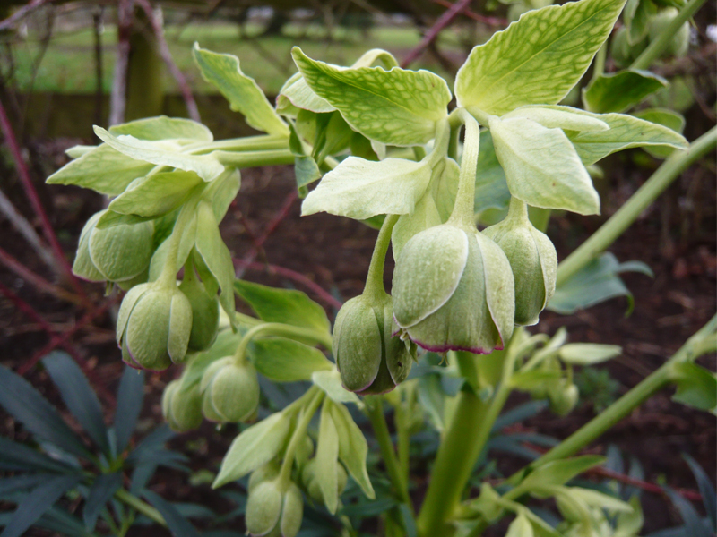 Helleborus foetidus 'Ruth'-0