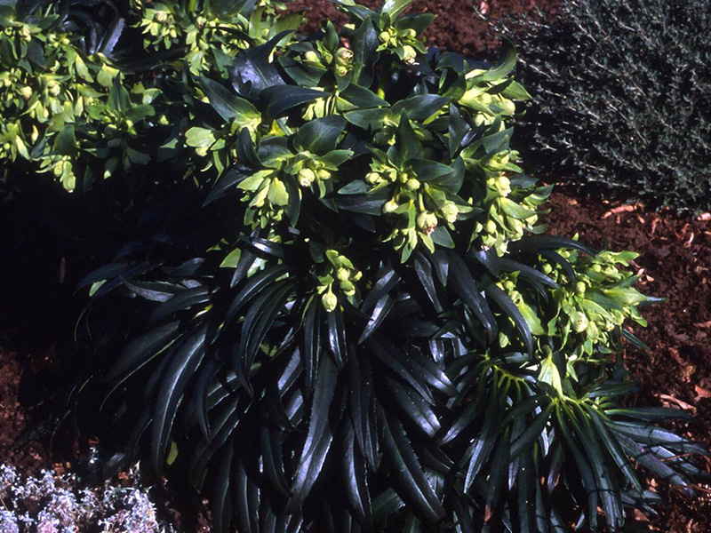 Helleborus foetidus 'Ruth'-1788