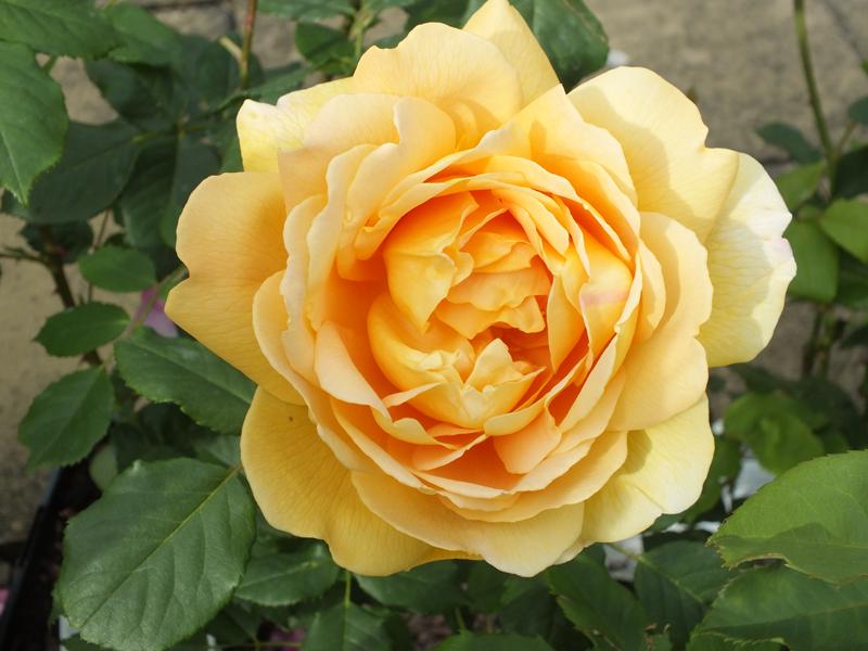 Rosa 'Golden Celebration' (Ausgold)-3130