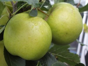 Malus domestica 'Greensleeves' (PBR/AGM)-0