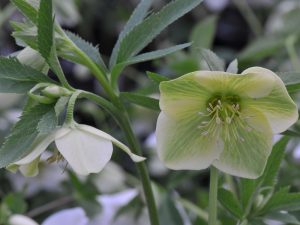 Helleborus liguricus-0