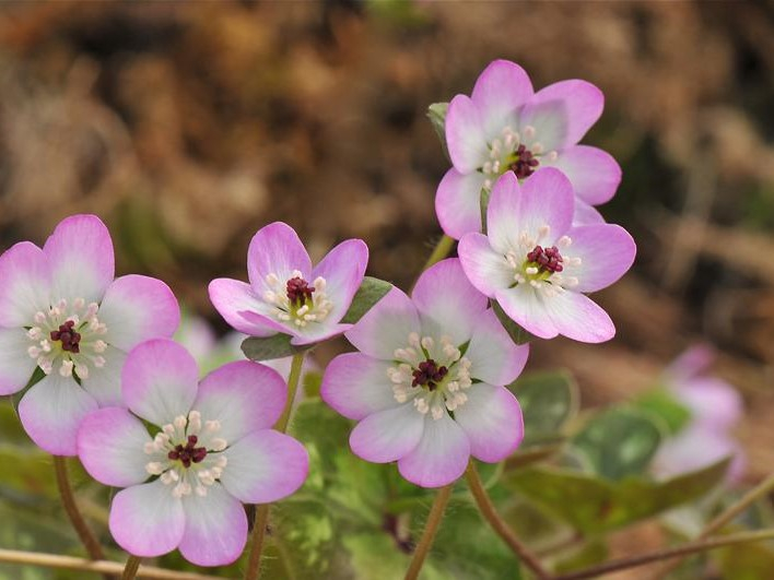 Hepatica japonica var. pubescens (dark red pistils)-26233