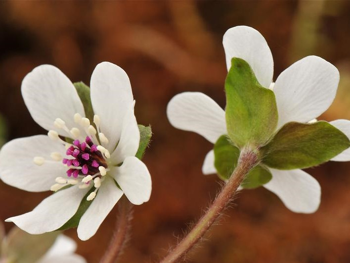 Hepatica japonica var. pubescens (dark red pistils)-26234