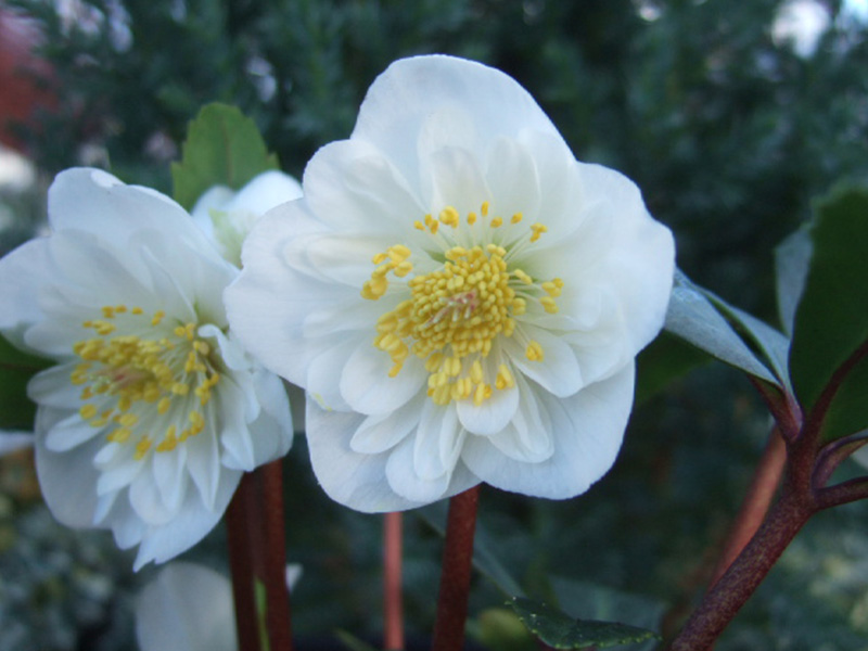Helleborus niger 'Harvington Hybrids' Double-1798