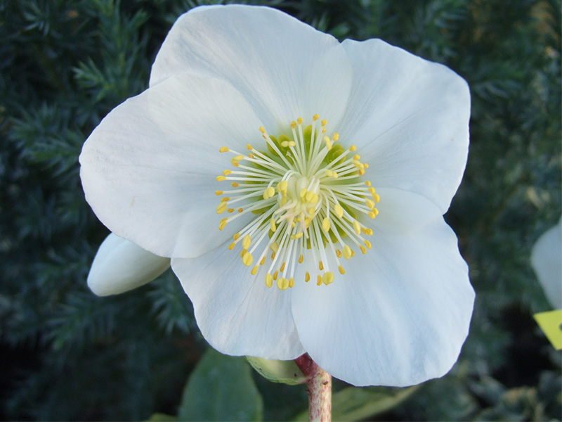Helleborus niger 'Harvington Hybrids'-1797