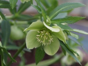 Helleborus multifidus bocconei-0