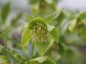 Helleborus multifidus subsp. istriacus-0