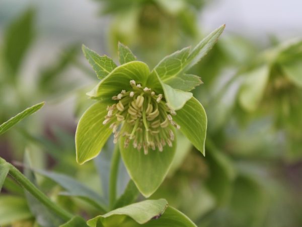 Helleborus multifidus subsp. istriacus-0