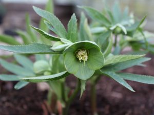 Helleborus multifidus subsp. multifidus-0