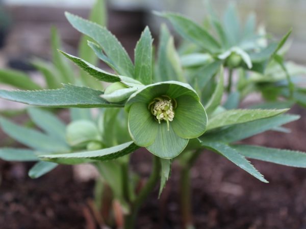 Helleborus multifidus subsp. multifidus-0