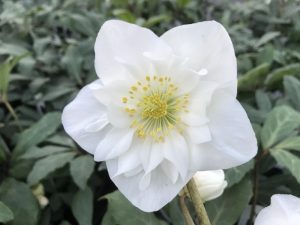 Helleborus niger 'Harvington Hybrids' Double-0