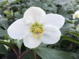 Helleborus niger 'Harvington Hybrids'-0