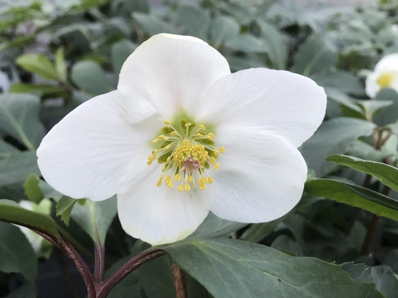 Helleborus niger 'Harvington Hybrids'-0