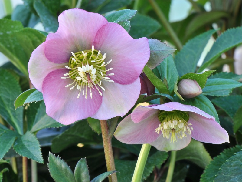 Helleborus orientalis subsp. abchasicus-0
