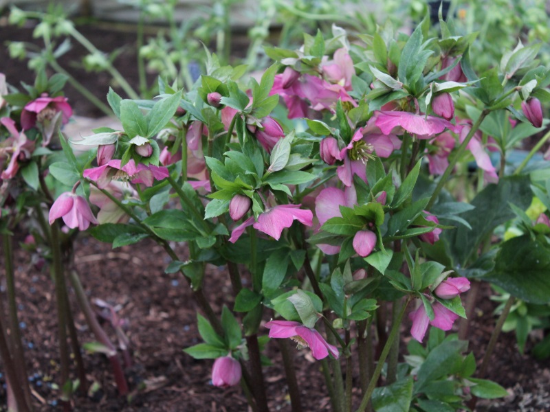 Helleborus orientalis subsp. abchasicus-11129