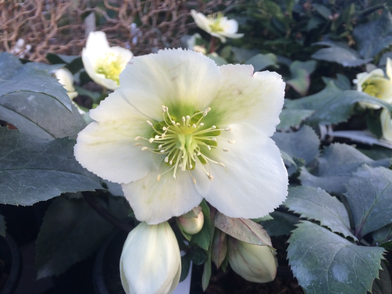 Helleborus x ericsmithii 'Ashwood strain'-0