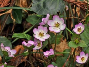 Hepatica japonica var. pubescens (dark red pistils)-0