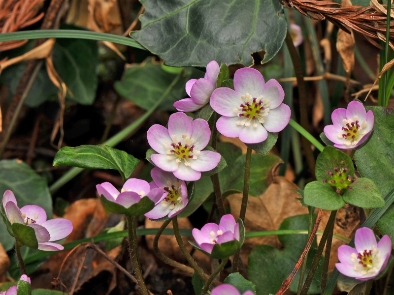 Hepatica japonica var. pubescens (dark red pistils)-0