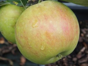 Malus domestica 'James Grieve' AGM-0